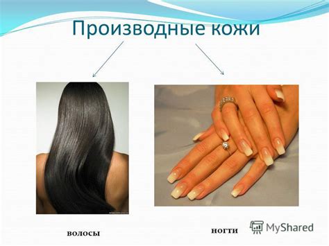 Презентация на тему: "Цель урока: познакомить со строением и функциями ...