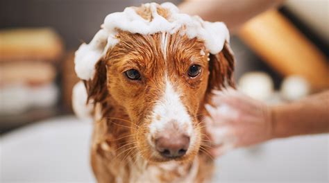 5 Signs Your Dog May Have Fleas | Cy-Fair Animal Hospital