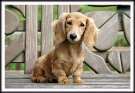 Mini Cream Dachshund