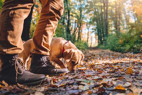 circuit de ladour aval guide des landes