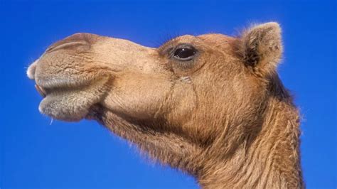 What Are The 7 Camelids Species? (A Complete Guide) - LLama Web