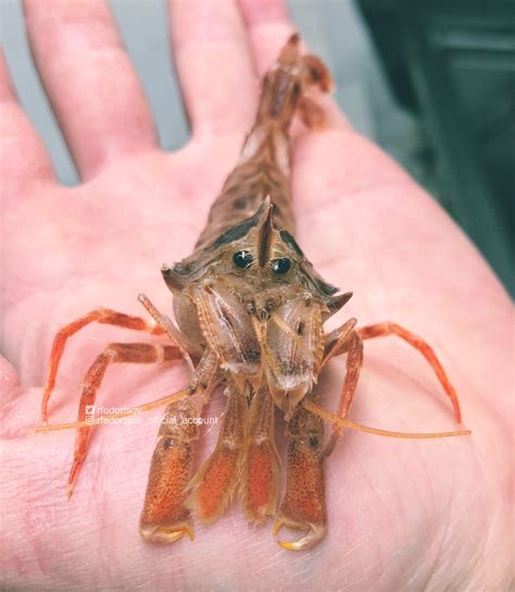 Роман Федорцов on Twitter: "Will you eat this shrimp? It’s tasty Bering ...