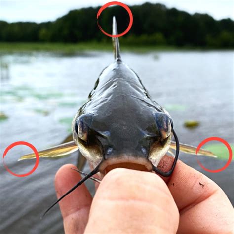 catfish sting catfish spines  inflict painful wounds