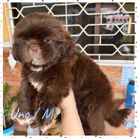 Liver Shih Tzu - Pet Finder Philippines - Buy and Sell Pets Online