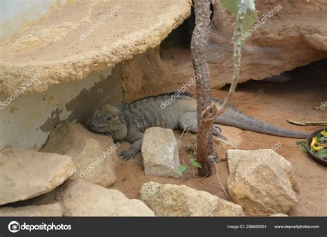 Lizard Named Common Chuckwalla Desert Ambiance — Stock Photo © D.serra1 ...