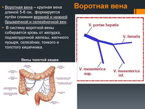 Вены туловища - презентация онлайн