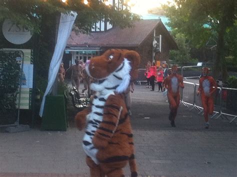 Olympic Challenge: Long by name and nature.....Streak for Tigers at ...
