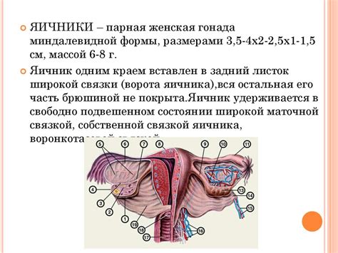 Анатомия женских половых органов (1) - презентация онлайн
