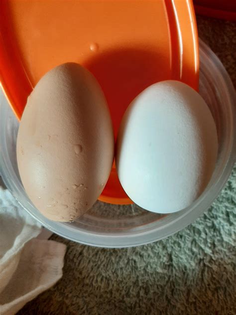 This oblong egg : r/mildlyinteresting