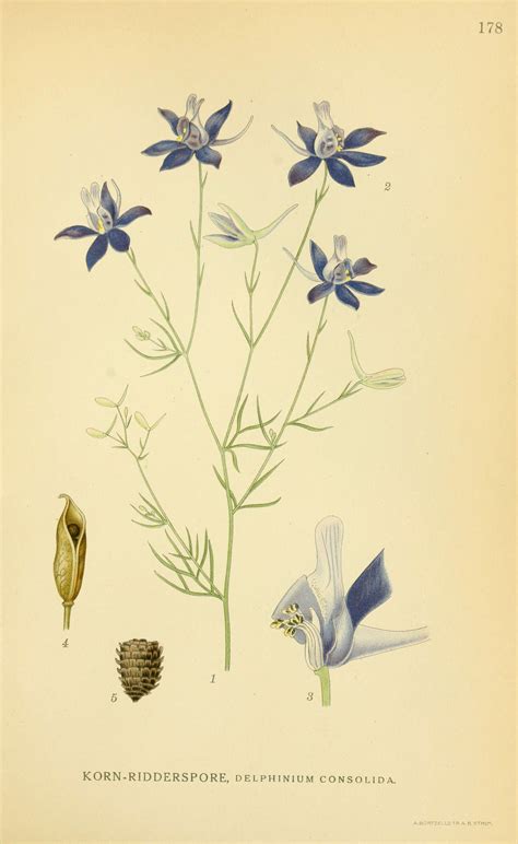 Health Benefits of Larkspur - Health Benefits