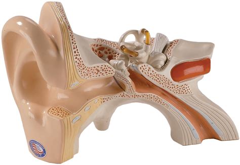 Denoyer Geppert Functional Human Ear Model Giant Three-Part Ear Model