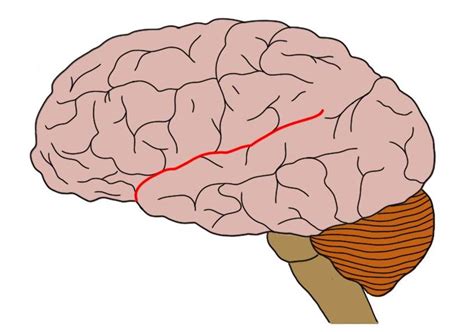 Lateral sulcus - definition — Neuroscientifically Challenged