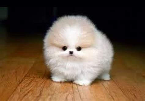 Fluffy, fun and adorable cute little fluffy dogs you won't be able to ...