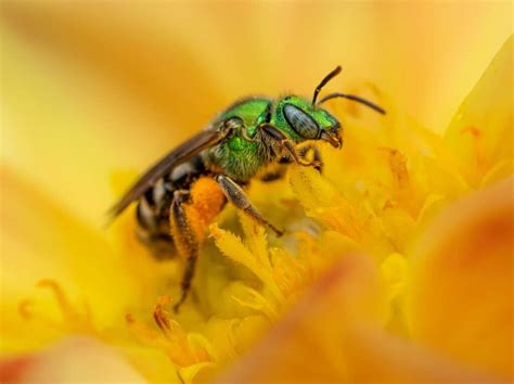 sweat bees halictid bees beekeeping