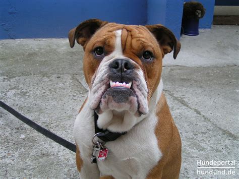 Bulldog, English Bulldog, Englische Bulldogge Foto 23732 - hundund.de
