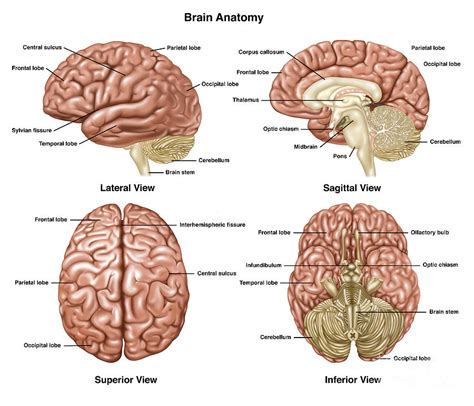 Brain Anatomy, Illustration Photograph by Gwen Shockey - Fine Art America