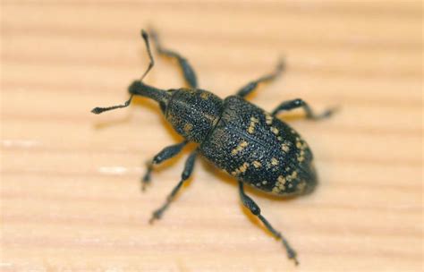 Долгоносик большой сосновый — Hylobius abietis (L.) НАСЕКОМЫЕ-ВРЕДИТЕЛИ ...