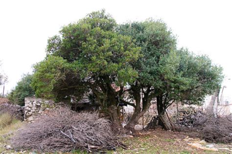 Zelenika - Phillyrea latifolia