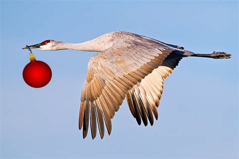 Happy Holidays | Focusing on Wildlife