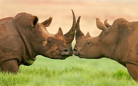 Rhino wallpaper | 2560x1600 | #75017