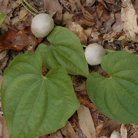 Wanted: Air Potato Beetles - UF/IFAS Extension Manatee County