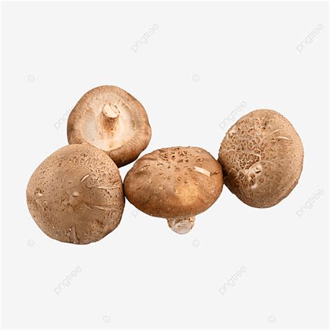 shiitake mushroom wild mushroom shiitake mushrooms fungus mushroom