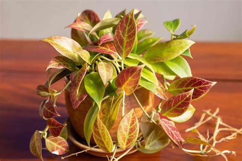 How to Grow and Care for Hoya Sunrise