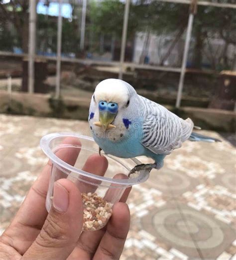 Parkit Bird stock photo. Image of flower, green, 2021 - 225816286