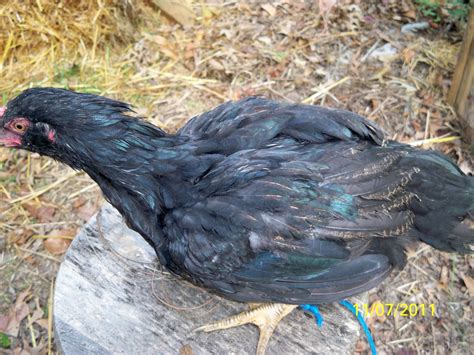 Black Sex-Link, Golden Laced Wyandottes, or Dark Cornish Hens
