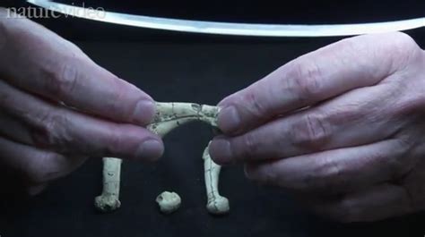 3.4 Million Year Old Foot In Ethiopia Suggest Bipedal Species Had ...
