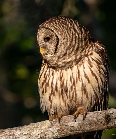 Barred Owl in the Tree stock image. Image of fish, eyes - 148666653