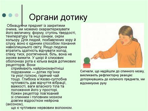 Органи чуття та їх значення - презентация онлайн