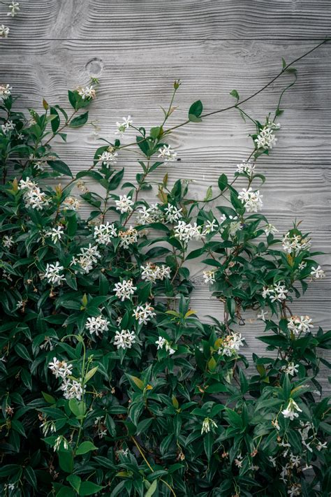 Chinese Star Jasmine (Trachelospermum) - Hello Hello Plants & Garden