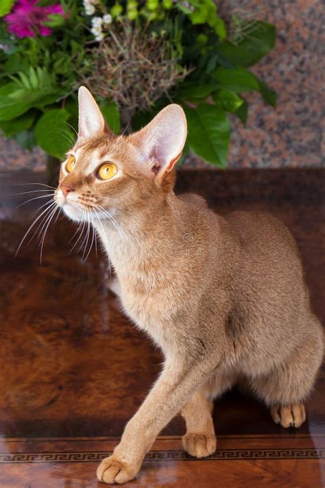 A Sorrel Female Abyssinian Cat on a Brown Table Stock Photo - Image of ...