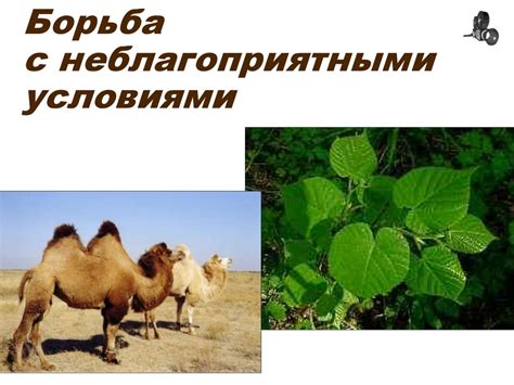 Борьба за существование - презентация онлайн