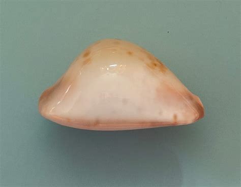 shellauctionnet zoila venusta venusta