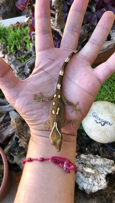 Sarasinorum,#geckogen #sarasinorum #sarasinorumgecko #correlophus # ...