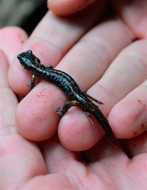 Gliding salamanders move like skydivers – BBC Science Focus