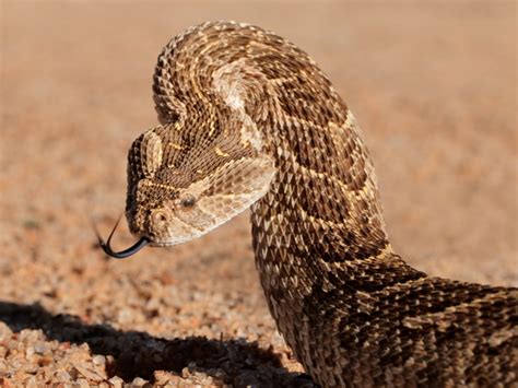 Puff Adder Research In Africa - Reptiles Magazine