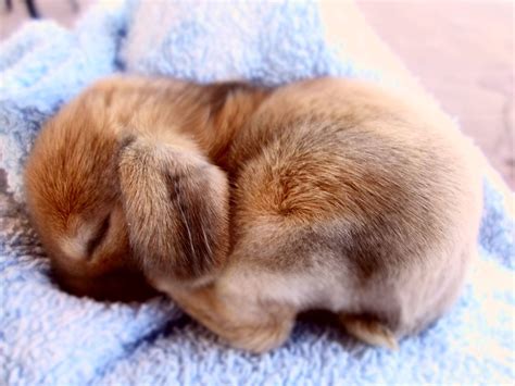 Cute Babies, Cutest Bunny Ever, Cute Bunny Pictures, Cute Animal Videos