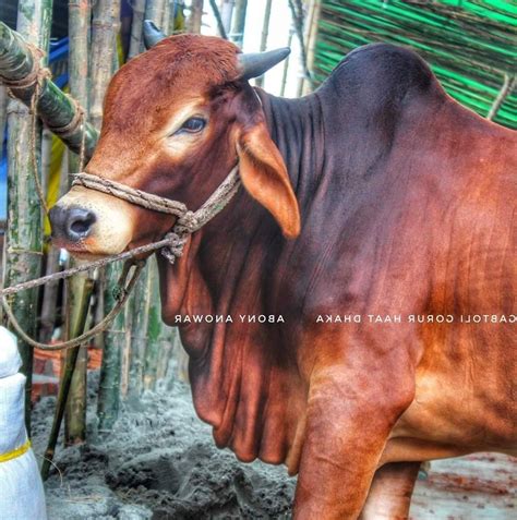 gabtoli gorur hat dhaka gabtlee grur hat dhaka mirpur