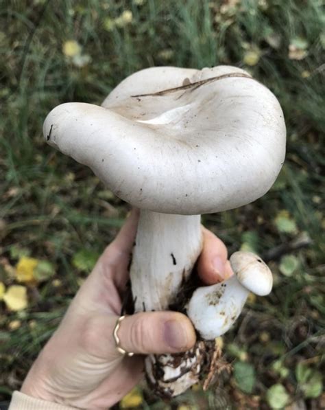 Говорушка дымчатая (Рядовка дымчатая) 2 фото гриба 21.10.2020