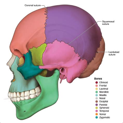 Parietal Bones - Head and Neck Anatomy: Part I – Bony Structures ...