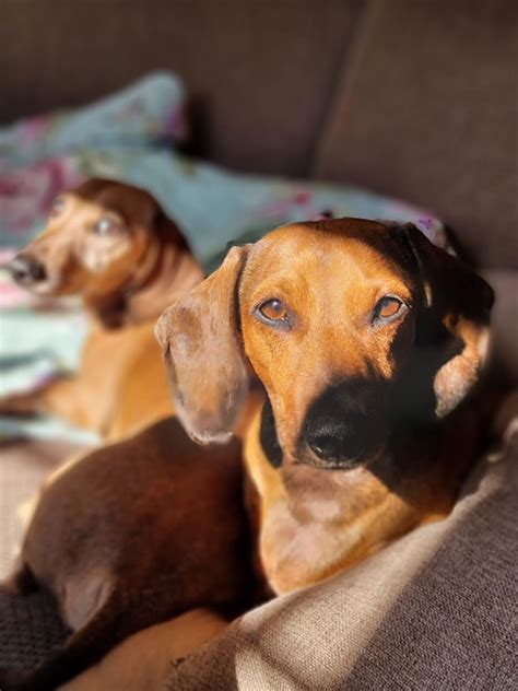 Releasing their EP soon : r/Dachshund
