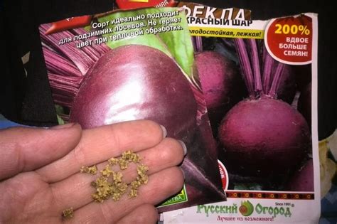 Самая сладкая свекла. Выбираю сорта и гибриды для хранения на зиму ...