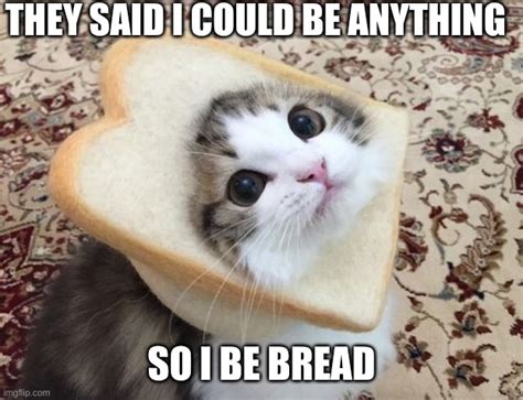 cats bread Memes & GIFs - Imgflip