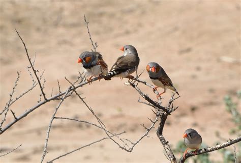 eBird Checklist - 10 Mar 2014 - Mungo National Park - 26 species