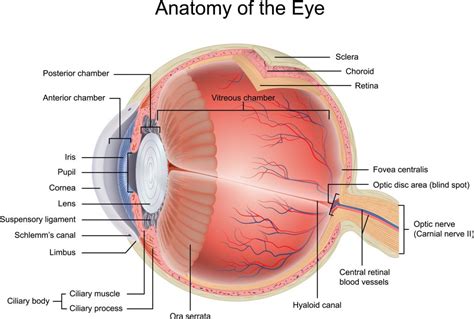 Anatomy of the Eye - LASIKSurgeons.com