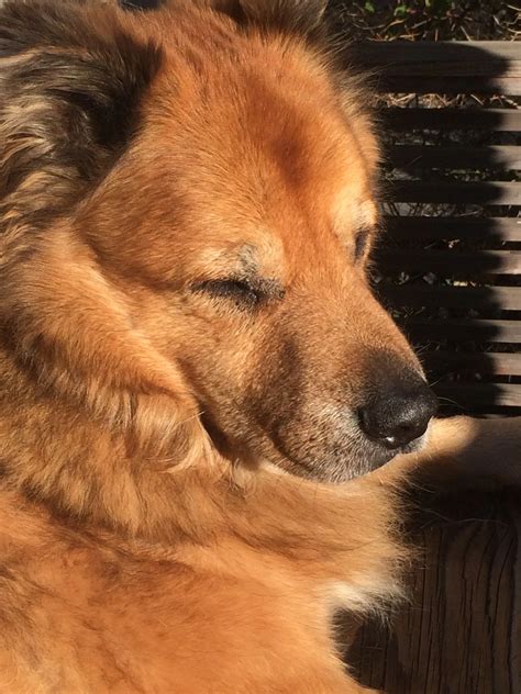 Black Lab German Shepherd Chow Mix at Maddison Joyce blog