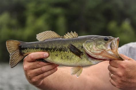 big    pound largemouth bass blab cast catch conquer